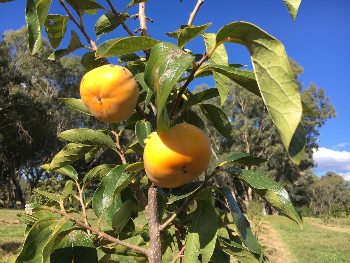 Walnut Tree Cottages Whorouly Εξωτερικό φωτογραφία